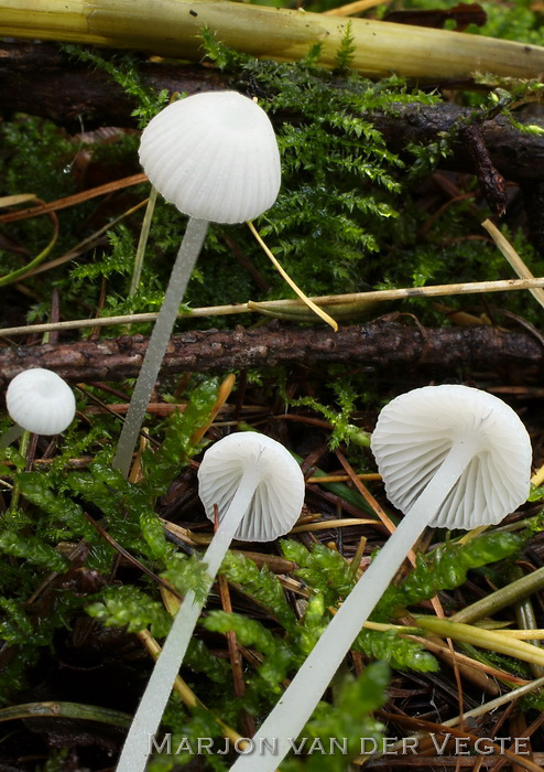 Witte stinkmycena - Hemimycena delectabilis